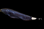 Knifefish (Apteronotus albifrons)