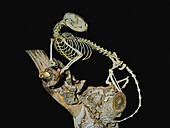 Ringtail Skeleton