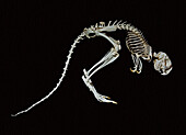 Springhare Skeleton