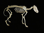 Red Wolf Skeleton