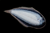 Scrawled Sole (Apionichthys nattereri)