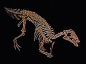 Maiasaura hadrosaur