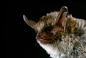 Northern Long-eared Myotis Bat