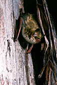 Northern Long-eared Myotis Bat