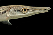 Juvenile Alligator Gar (Atractosteus spatula)