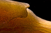 Golden-Line Barbel (Sinocyclocheilus furcodorsalis)