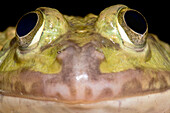 Chinese Edible Frog (Hoplobatrachus rugulosus)
