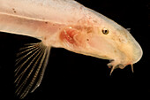 Blind Cave Loach (Bibarba parvoculus)