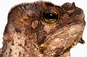 Crested Toad (Rhinella margaritifera)
