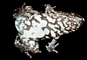 Dotted Humming Frog (Chiasmocleis ventrimaculata)