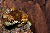 Western Amazonian Milk Frog (Trachycephalus cunauaru)