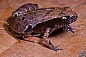 Loreto Leaf Frog (Noblella myrmecoides)