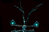 Larval Mantis Shrimp