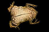 Suriname Toad (Pipa pipa)