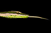 Northern Sharpnose Snake (Xenoxybelis (Philodryas) argenteus)