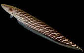 Knifefish (Gymnotus carapo)