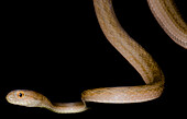 Amazon Coastal House Snake (Thamnodynastes pallidus)