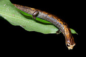 Nauta Mushroom Tongue Salamander (Bolitoglossa altamazonica)