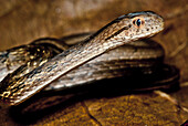 Amazon Coastal House Snake (Thamnodynastes pallidus)