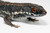 Keel-bellied Shade Lizard (Alopoglossus atriventris)