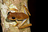 Alfaro's Treefrog (Boana alfaroi)