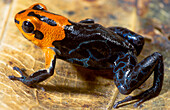 Fantastic Poison Frog (Ranitomeya fantastica)