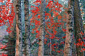 Red Maples, Mt. Lemmon, Arizona