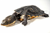 Greater Toad-headed Turtle (Mesoclemys raniceps)