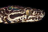 Amazon Treeboa (Corallus hortulanus)