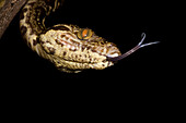 Amazon Treeboa (Corallus hortulanus)