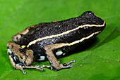 Pale-striped Poison Frog (Ameerega hahneli)