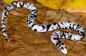 Speckled Worm Lizard (Amphisbaenia fuliginosa)
