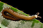 Amazon Collared Velvet Worm, casually called peripatus, (Oroperipatus sp.)
