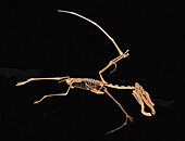 Pterosaur cycnorhamphus model