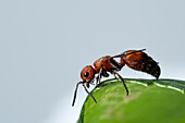 Red Velvet Ant (Dasymutilla occidentalis)