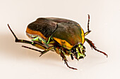 Green June Beetle (Cotinus nitida), Dunwoody, GA