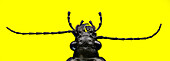 Black Ground Beetle (Pterostichus melanarius)