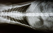 Cat X-ray, Dorsal View of Spine and Chest