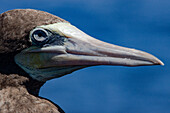 Brown Booby (Sula leucogaster)