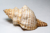 Florida Horse Conch (Triplofusus papillosus)