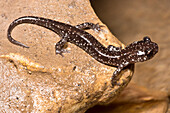 Western Slimy Salamander (Plethodon albagula)