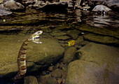 Midland Water Snake (Nerodia sipedon pleuralis)