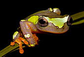 Sarayacu Treefrog (Dendropsophus parviceps)