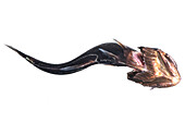 Deep-Sea Swallower