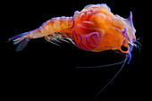 Larval Prawn, Cerataspis monstruosus