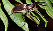Chilean Stag Beetle (Chiasognathus grantii)