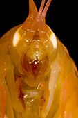 Mesopelagic Amphipod