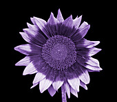 Sunflower in UV radiation