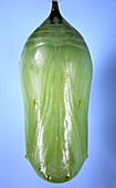 Monarch Butterfly Chrysalis