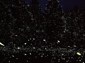 Fireflies at Night